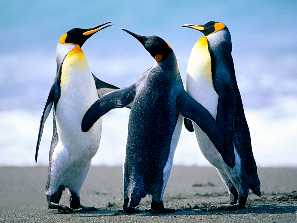 this is a picture of penguins
